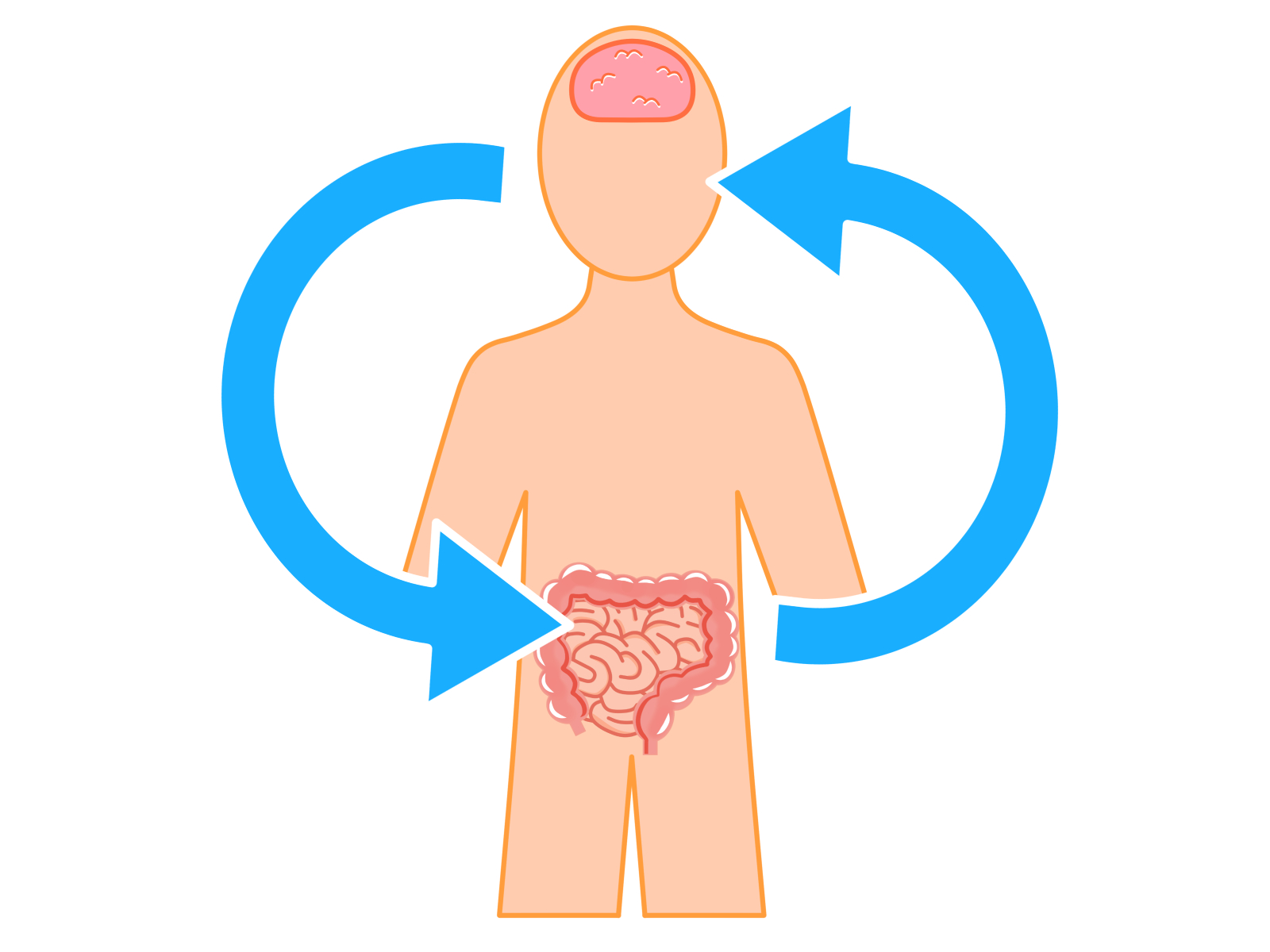 腸が荒れると気分も落ちる──「腸脳軸」という神経回路が気分・不安・睡眠を左右する仕組み
