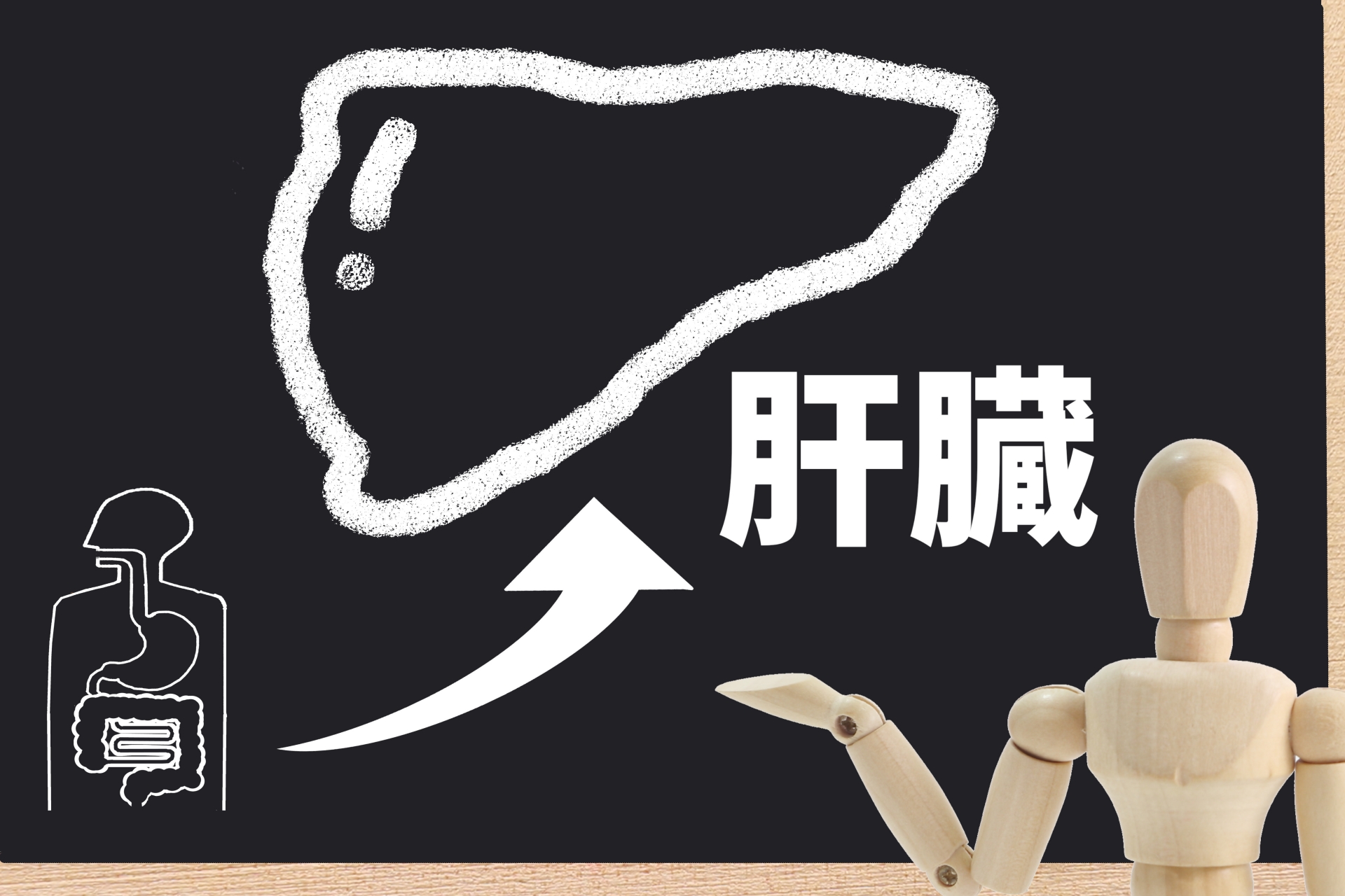 肝臓の機能と負担——解毒・代謝の要を分子レベルで理解する