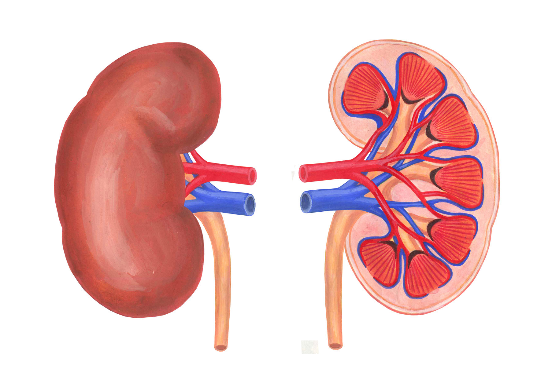 【分子栄養学】慢性腎臓病予備軍に知ってほしい「マグネシウムと塩の真実」