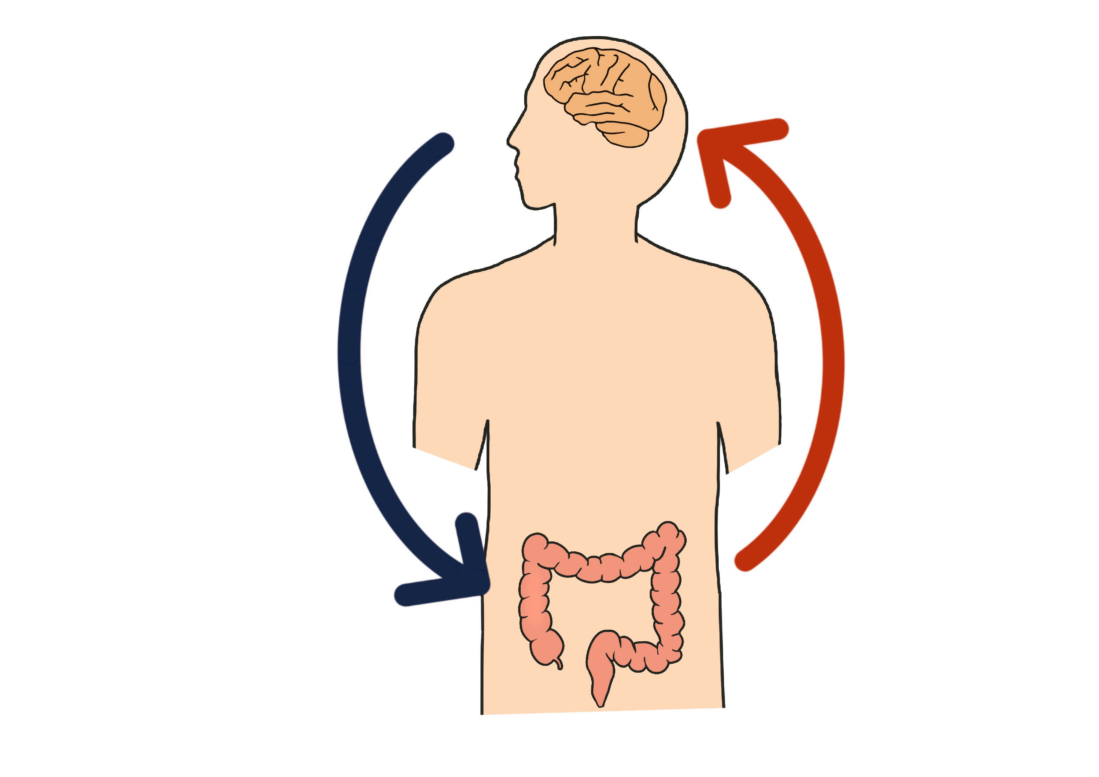 腸と脳はつながっている|気分・判断力・睡眠を左右する「腸脳相関」の真実